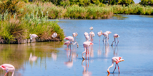 ZIELORT KLEINE CAMARGUE IN EINEM 3-STERNE-CAMPINGPLATZ
